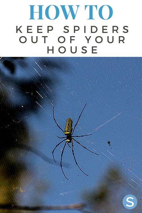How To Prevent Spiders From Getting Into Your Home Pest Control
