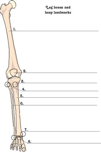License image the bones of the leg are the femur, tibia, fibula and patella. leg bones and bony landmarks | Lorie Warren | Flickr