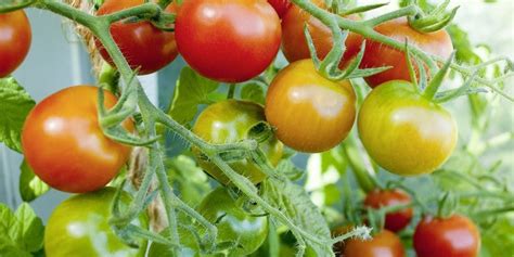 fruchtbarkeit warum tomaten und wassermelonen die qualität von spermien verbessern heilpraxis