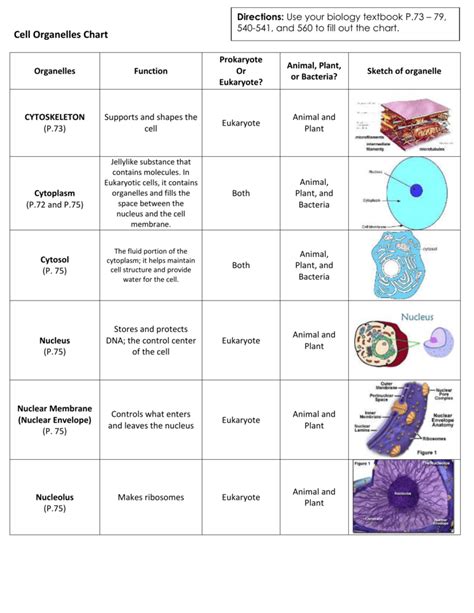 What Are The Major Organelles And Their Functions The Cytoplasm And