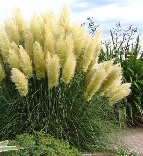 White Pampas Grass Cortaderia Selloana Pack Of Three Plants