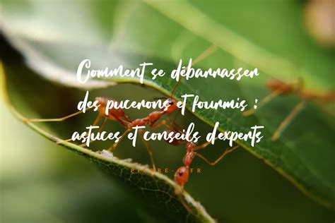 Comment Se Débarrasser Des Pucerons Et Fourmis Astuces Et Conseils D