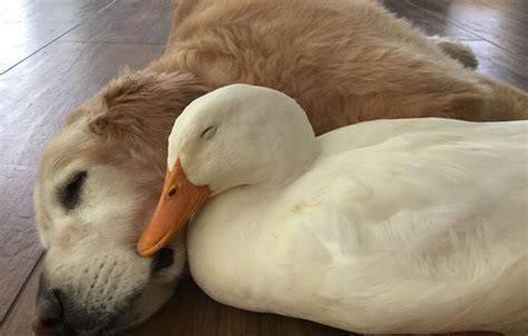 This Surprising Dog And Duck Friendship Shows That Animals Pick Friends