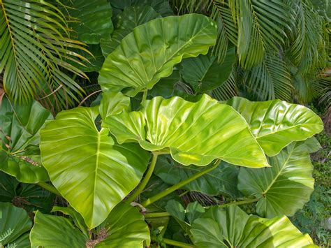 Todo Lo Que Debes Saber Sobre La Planta Oreja De Elefante