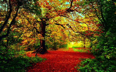 Autumn Forest Autumn Wallpaper Forest Wall Mural Autumn Forest