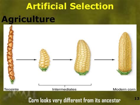 Examples Evolution For Science Project