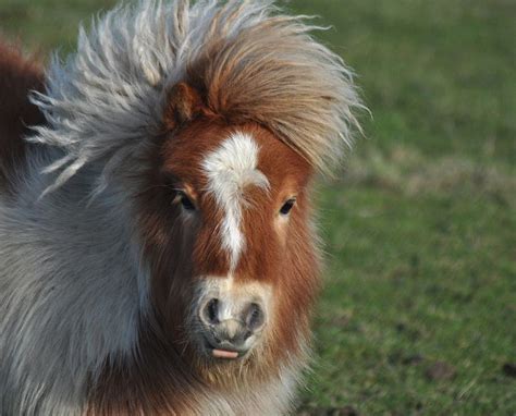 Such a cute Shetland pony stallion.