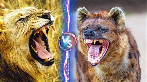 African Lion Vs Spotted Hyena Who Is Stronger Youtube