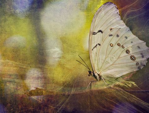 The Butterfly Effect By Glenn0o7 On Deviantart