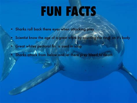 Great White Shark Facts For Kids Childhood Education Great White Shark