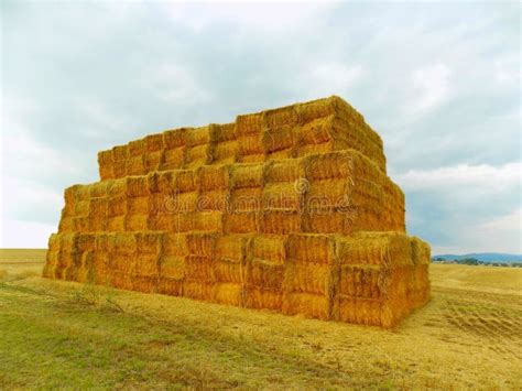 High Pile Of Hay Bales Stock Photo Image Of Organic 65688320