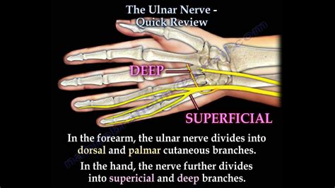 Median Nerve Arm