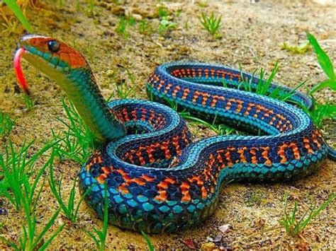 Die angaben zur länge und zum. REPTILIEN: Sieht giftig aus - Farbenfrohe Schlange - Die ...