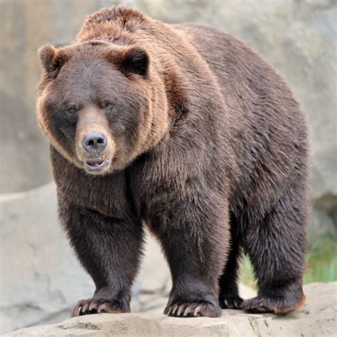 Vicious Black Bear Kills American Woman While On Vacation In Canada