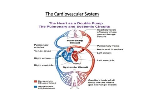 Anatomy And Physiology Circulatory System