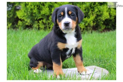 Greater Swiss Mountain Dog Puppies For Sale