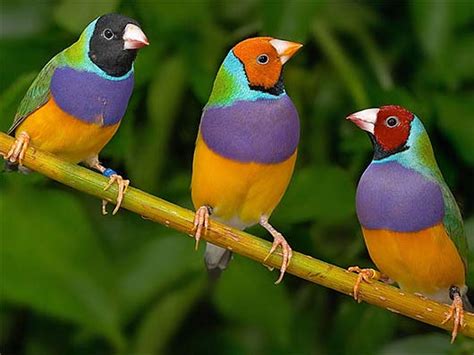 Gouldian Finch Colorful Bird Of Australian Grassy Tropics Animal
