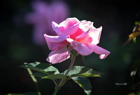 Luscious Pink Photograph By Suzanne Gaff