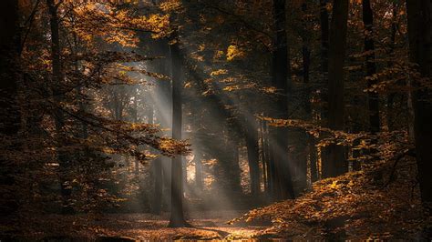 茶色の葉の木、 オランダ、 自然、 秋、 森、 木、 写真、 太陽光線、 Hdデスクトップの壁紙 Wallpaperbetter