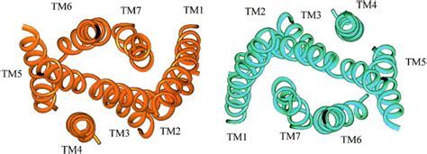Ribbon Representation Of The 7tm Regions Of The Proposed Molecular