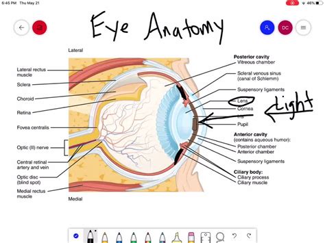 Solveddescribe The Anatomy Of The Eye And The Function Of Each Part