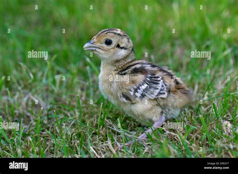 Baby Pheasant Uk Hi Res Stock Photography And Images Alamy
