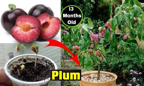 How To Grow Plum Tree From Seeds In Pot Best Food Ever Svg