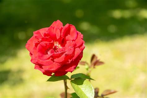 Blooming Red Rose Bud On A Background Of Green Foliage Stock Image