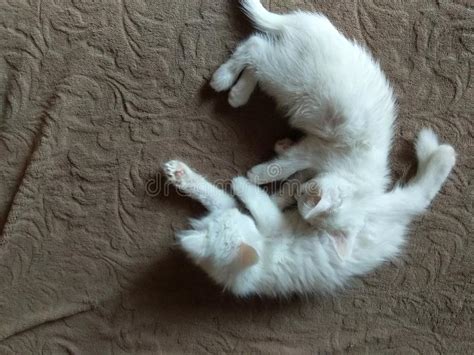 A Pair Of Small Beautiful White Kittens Stock Image Image Of Domestic