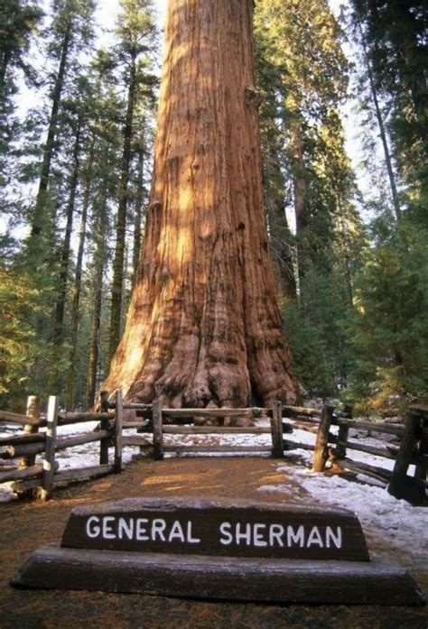 The General Sherman Giant Redwood Is The Largest Redwood In The World