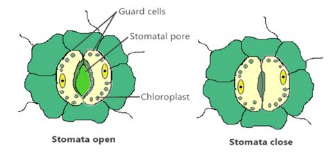 Open And Closed Stomata Diagram
