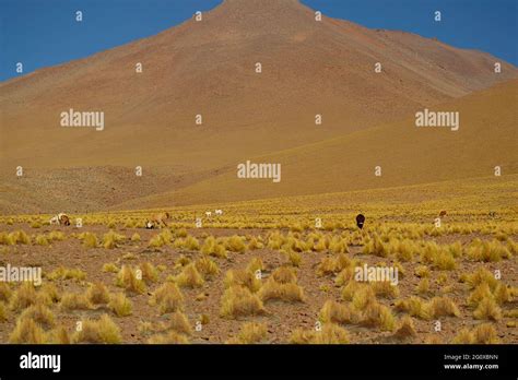 Group Of Llama Grazing In The Stipa Ichu Grass Field At The Andes