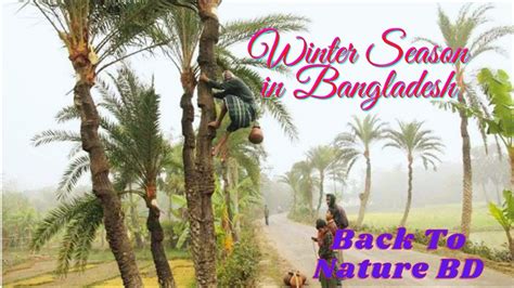 Winter Season In Bangladesh Beautiful Of Bangladesh 2021 Youtube