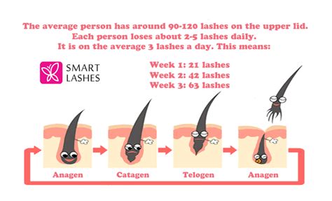 Understanding your natural hair growth cycle 1 is the primary aspect of your journey to combat hair loss. Blog - Life of the Lash | SmartLashes.eu