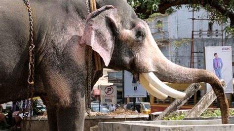 The Woman Trying To Save India S Tortured Temple Elephants BBC News