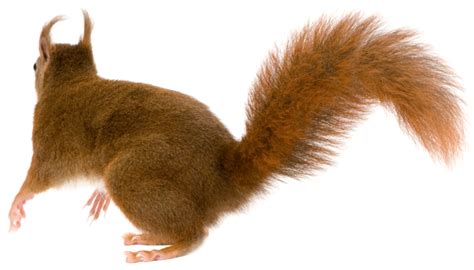 Squirrel Png Transparent Image Download Size 670x383px