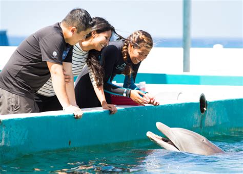 Sea Life Park Ticket With Dolphin Aloha Experience Hawaii Miki