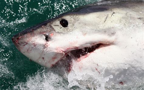 Shark Bites Both Legs Of Florida Man But Dont Panic Attacks Are