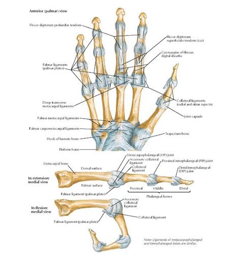 Metacarpophalangeal And Interphalangeal Ligaments Anatomy Pisiform Bone Hook Of Hamate Bone