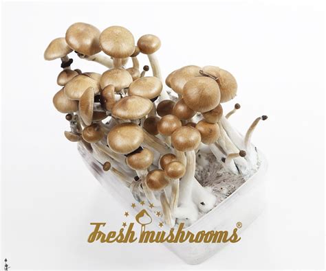 Magic Mushroom Grow Kit Mckennaii Kosmic Kitchen