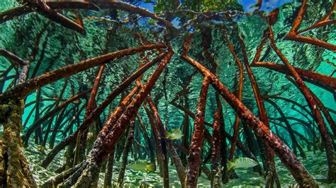 Bahamas Mangroves Bing Wallpaper Download