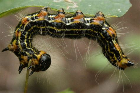 The Öko Box Black And Yellow Striped Caterpillar With Orange Legs