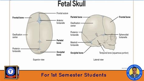 Difference Between Adult And Fetal Skull For 1st Semester Students