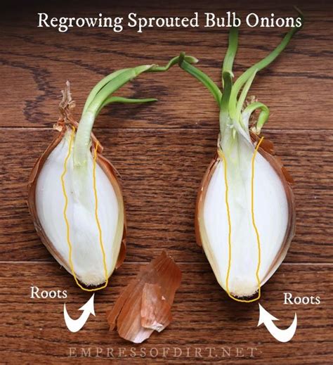 Here's how to plant onion sets in the vegetable garden. How to Regrow Sprouted Onion Bulbs | Planting onions ...
