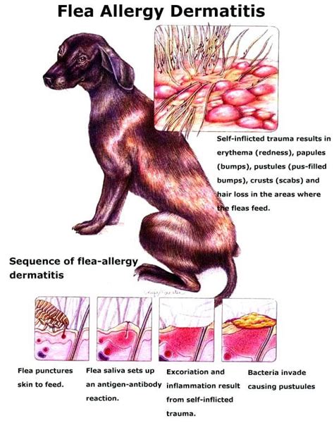 How To Tell If Your Cat Has A Flea Allergy Irubjo