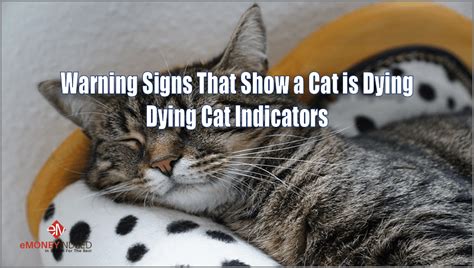 Some cats prefer relative isolation when they are dying, which. Warning Signs That Show a Cat is Dying: Dying Cat ...