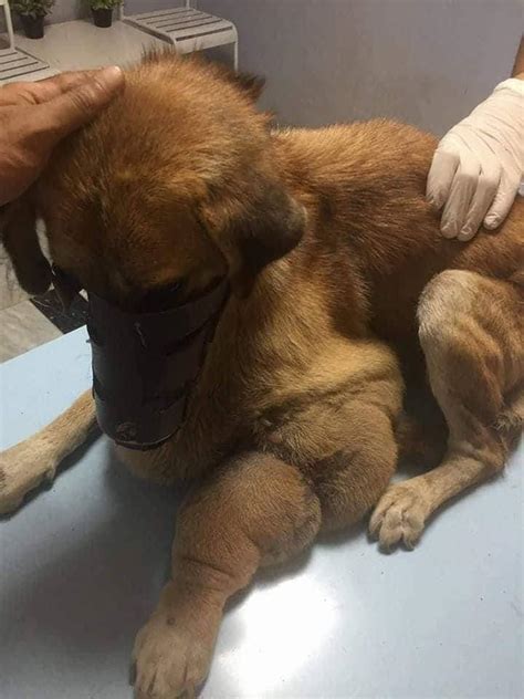 بالصور شاب ينقذ كلب مصاب بورم يزن 10 كيلو بالقليوبية مصراوى