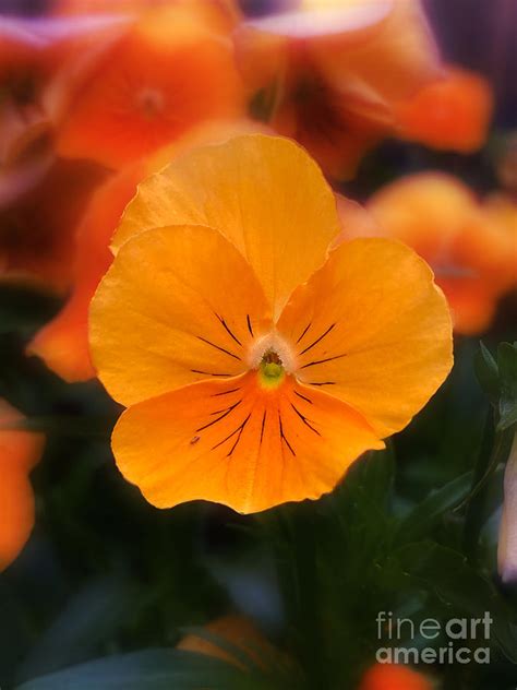 Orange Pansy In The Garden Photograph By Dawn Harris Fine Art America