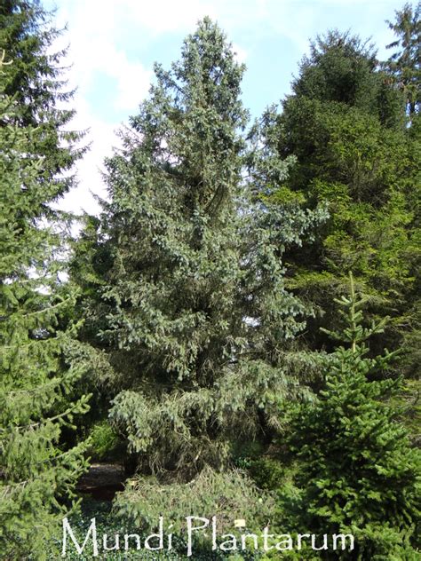 Picea Engelmannii Glauca Mundi Plantarum