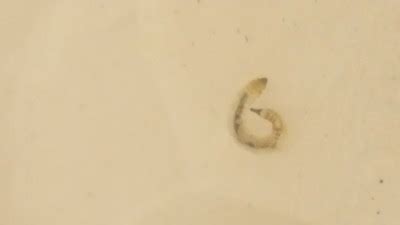 Check spelling or type a new query. Worm found in Toilet Nothing to Worry About - All About Worms